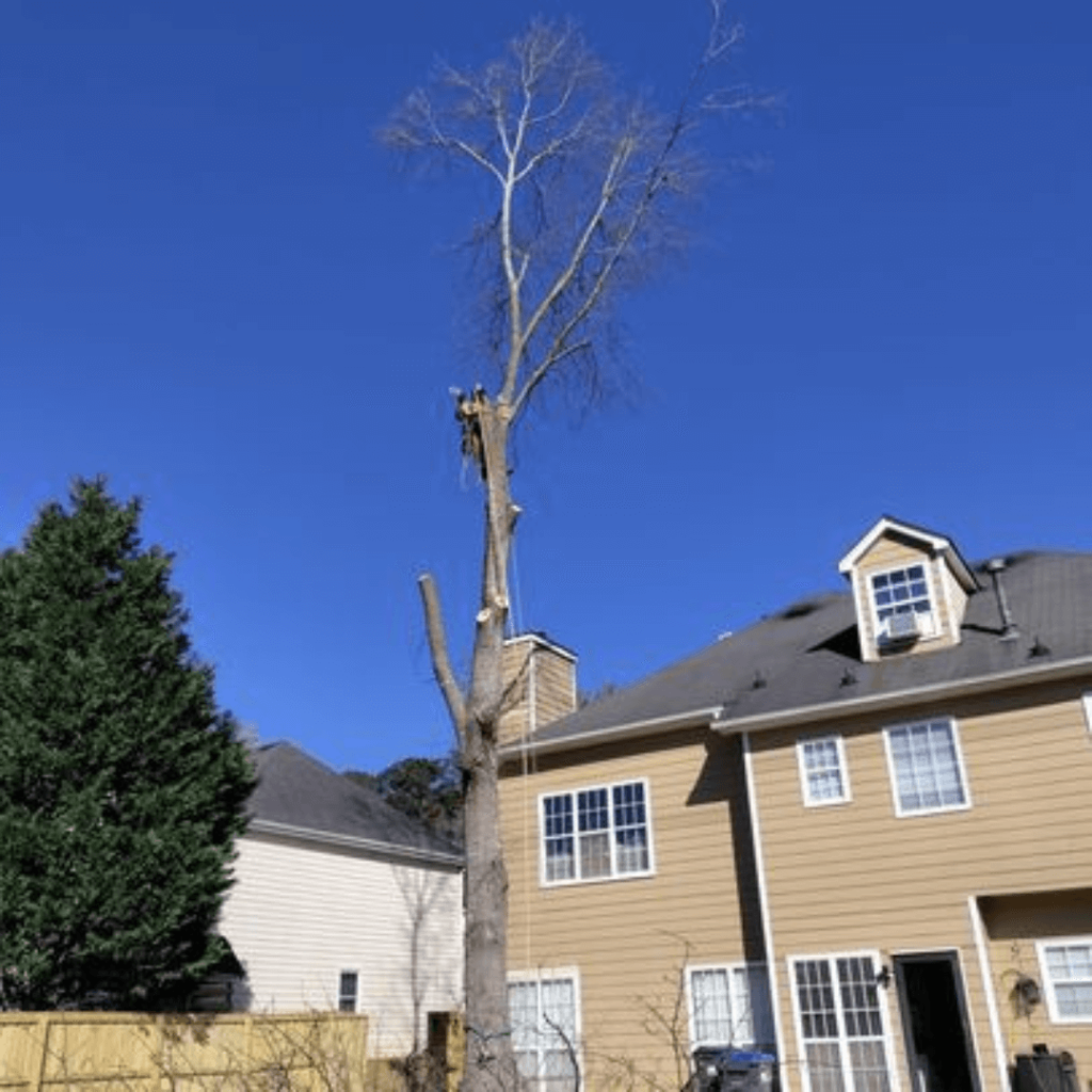 Tree Trimming Nearby