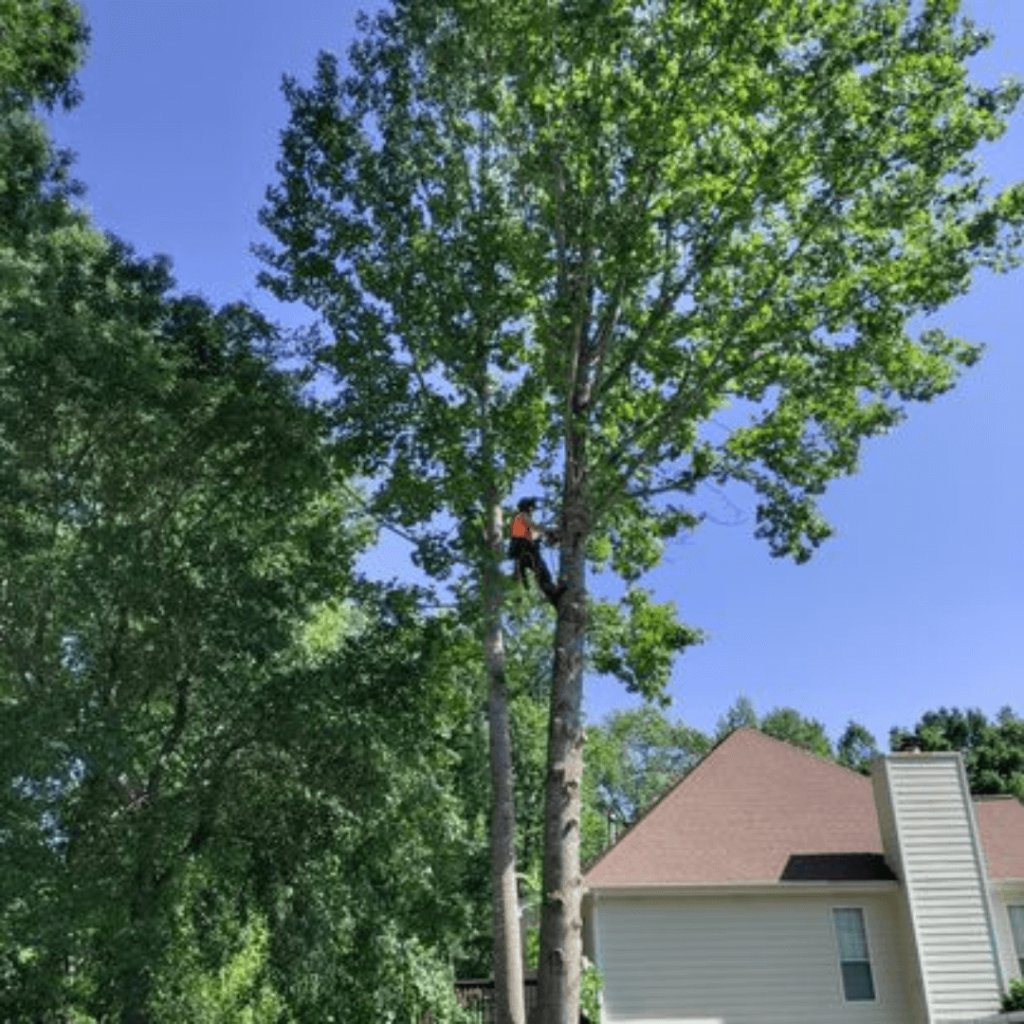 Tree Pruning