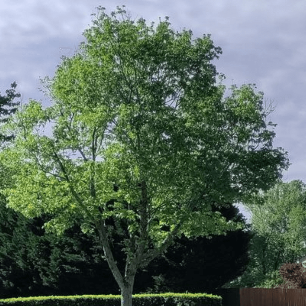 Tree Trimming & Pruning Gainesville