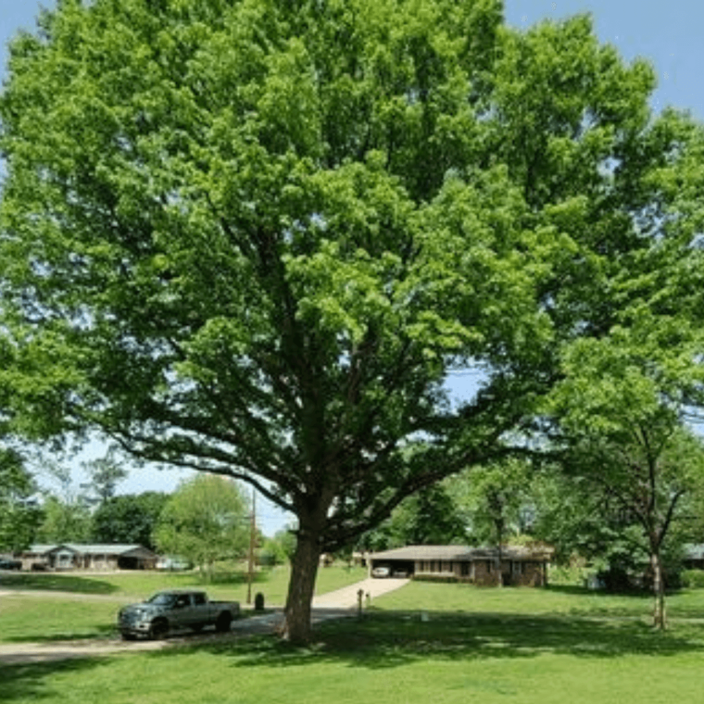 Affordable Tree Trimming