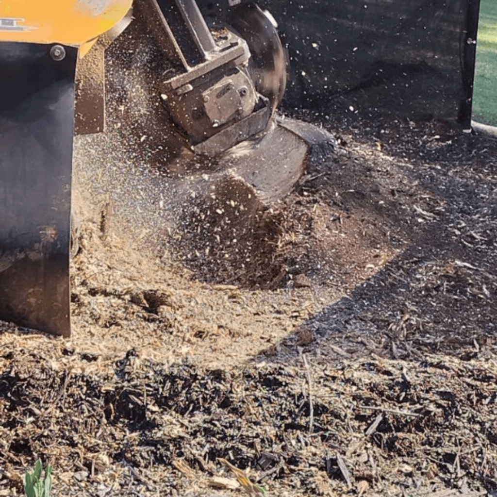 Bevore Stump Grinding