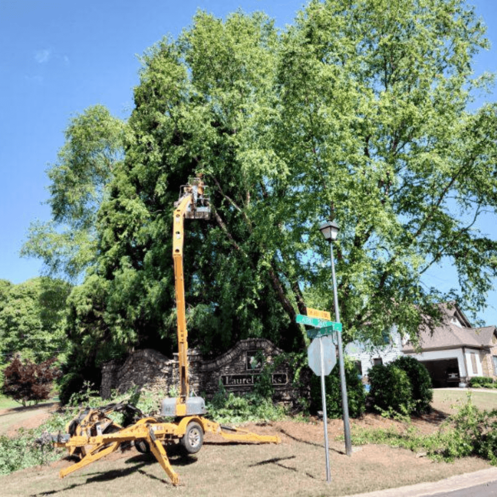 Large Tree Trimming