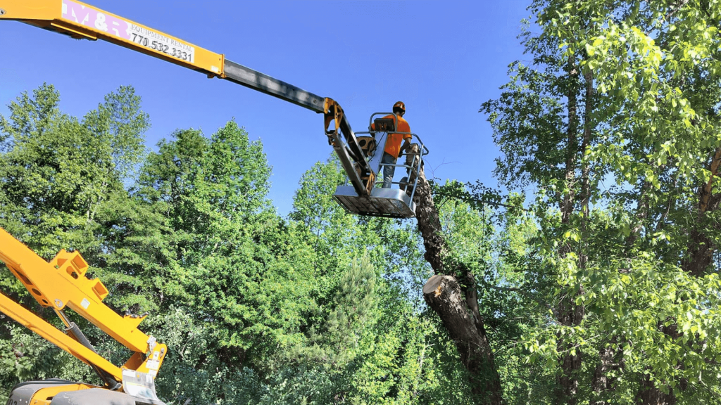 Affordable Tree Care